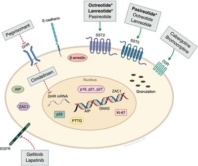 Molecular targets in acromegaly